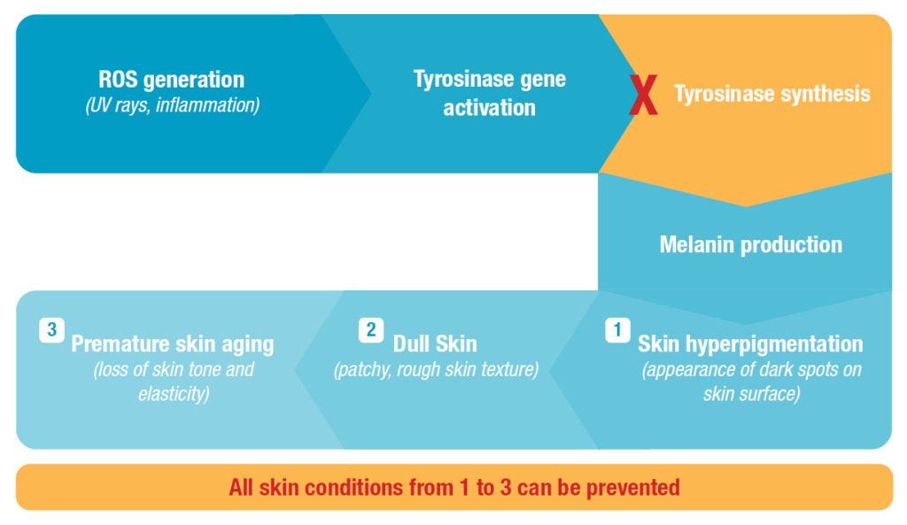 mechanism inhibit tyrosinase synthesis