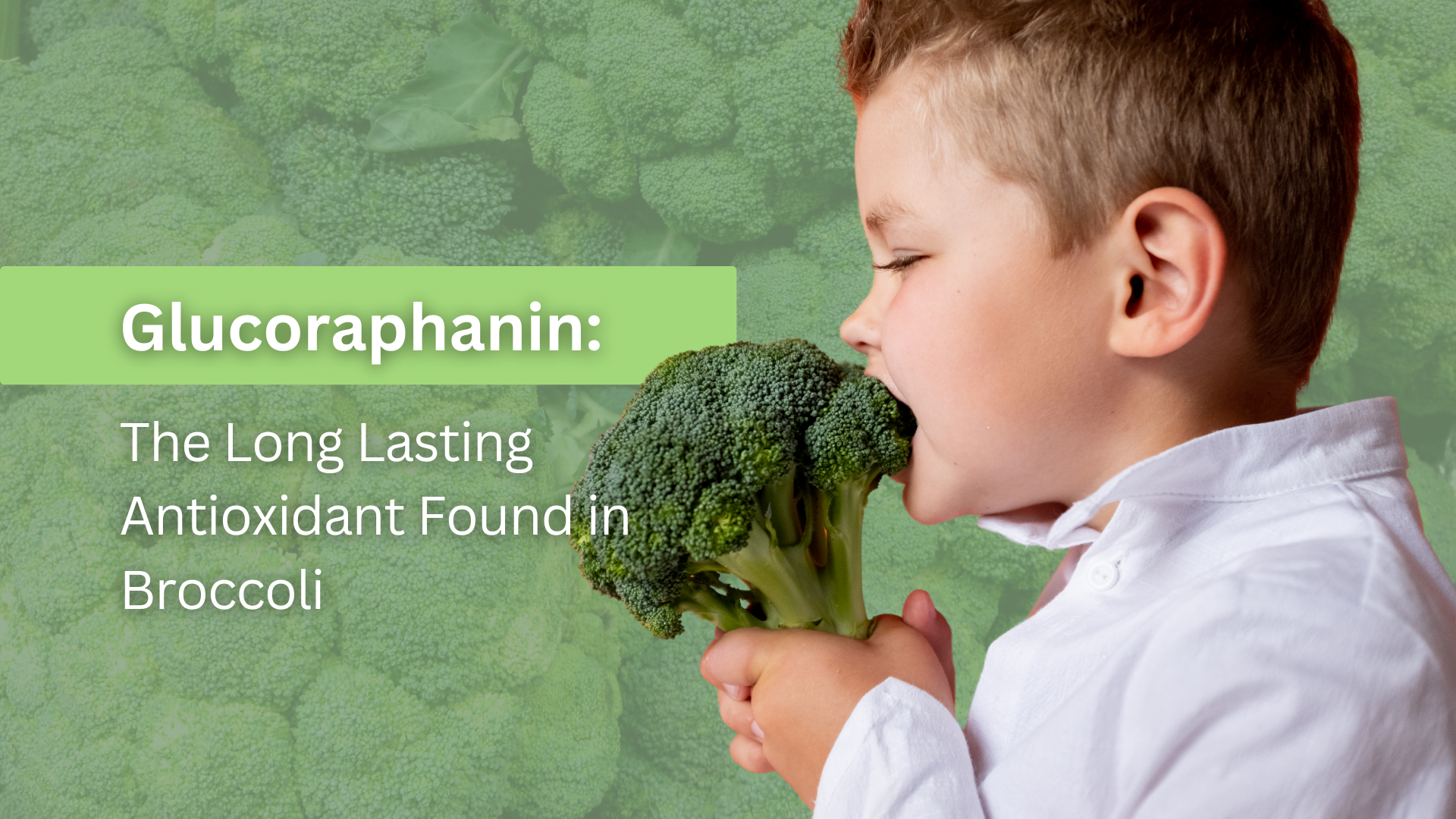 You are currently viewing The Long-Lasting Antioxidant Made from Broccoli